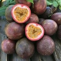 ราคา ต้นเสาวรส พันธุ์ สีม่วงแดง มีจุดเด่นคือ รสชาติหอม หวาน จัดส่งพร้อมถุง 6 นิ้ว ลำต้นสูง 70 80ซม (20978582188)