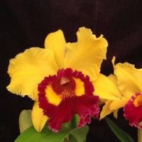 ราคา กล้วยไม้ แคทลียา สีเหลืองปากแดง ราชินีแห่งกล้วยไม้ Cattleya orchid (11580949626)