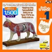 ราคา Anatomy model NK 605 หุ่นจำลองแมวสำหรับฝึกฝังเข็ม (5357108)