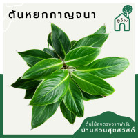 ราคา ต้นหยกกาญจนา มาในกระถางพร้อมตั้ง อโกลนีมา (12173828770)