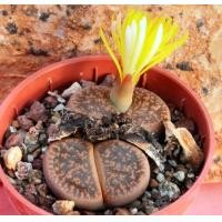 ราคา 10 เมล็ด เมล็ดพันธุ์ ไลทอป กระบองเพชร ไม้อวบน้ำ กุหลาบหิน แคคตัส Living Stones Lithops Castus สายพันธุ์ lesliei C018 (19905506122)
