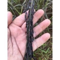 ราคา เมล็ดพันธุ์ข้าวเหนียวก่ำต้นม่วง เมล็ดพันธุ์ข้าวพันธุ์พื้นเมือง เมล็ดพันธุ์ข้าวหายาก จำนวน 1 กิโลกรัม (6722298820)