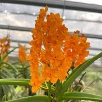 ราคา ลัดดาโกลด์ กล้วยไม้ เขาแกะเข้าเข็มแสด ไม้ 6 นิ้ว ออกดอกตลอดปี เลี้ยงง่าย แตกกอเร็ว กล้วยไม้ป่าแท้ กล้วยไม้ป่าสวย กล้วยไม้ป่าขวด (20726667245)