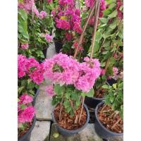 ราคา ต้นเฟื่องฟ้า พวงมณี ในกระถาง10นิ้ว ใบไม่ร่วง ไม่ปลิว เฟื่องฟ้าสาวิตรี ดอกสีชมพูอ่อน (17669485195)