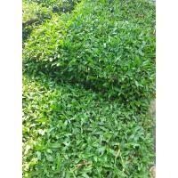 ราคา หญ้าไทเป สวนเขาหมาก หญ้าจริง หญ้าปูหน้าบ้าน จัดสวนหย่อม ขนาด 50 100 เซ็นติเมตร (8892147364)