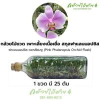 ราคา กล้วยไม้ขวดเพาะเลี้ยงเนื้อเยื่อ สกุลฟาแลนนอปซิส ดอกสีชมพู Pink Phalaenopsis Orchid Flask 1 ขวด มี 25 ต้น (16690430686)