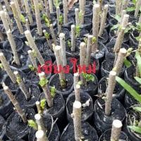 ราคา กิ่งหม่อนพันธุ์เชียงใหม่ ผลดก 10 กิ่ง 50 บาท (10428194417)