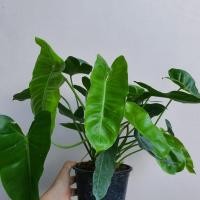 ราคา ฟิโลเดนดรอน มรกตเขียว ฟิโลเดนดรอน เบอร์เบิ้ลมาร์คเขียว Philodendron Burle marx มาในกระถางพร้อมตั้ง (13396702362)