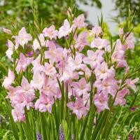 ราคา 10 หัว แกลดิโอลัส Gladiolus ดอกซ่อนกลิ่นฝรั่ง หรือ ดอกคำมั่นสัญญา สายพันธุ์ Charming Lady Hardy (21080893476)