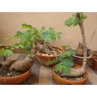 ราคา เรียกทรัพย์ ปลูกหน้าบ้าน เป็นไม้ป่าหายากPhyllanthus Mirabilis มะยมเงิน มะยมทอง โขดใหญ่ เลี้ยงง่าย ไม้ชอบแดด ไม้โบราณหายากมีไว้ประดับบ (7994513313)