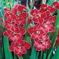 ราคา 10 หัว แกลดิโอลัส Gladiolus ดอกซ่อนกลิ่นฝรั่ง หรือ ดอกคำมั่นสัญญา สายพันธุ์ Atom Hardy (21080815838)