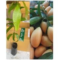 ราคา ต้นกล้ามะปรางหวาน 20 30ซม เพาะเมล็ดพร้อมปลูก (19493764637)