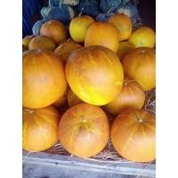 ราคา เมล็ดพันธุ์ แตงไท แตงไทย แตงไทยผลกลม 320 เมล็ด 10 แถม 1 คละได้ (9471958401)