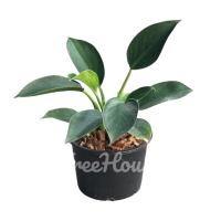 ราคา ฟิโลเดนดรอน กรีนปริ๊นเซส Philodendron green princess กระถาง 6 นิ้ว (20686739266)