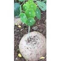 ราคา Stephania Erecta Craib ว่านบัวบก ขนาดเทียบกับไข่เป็ด ไม้ประดับ หายาก (1746902677)