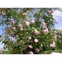 ราคา 12 Climber Roses Seeds เมล็ดกุหลาบ ต้นไม้ประดับบ้าน กุหลาบเลื้อย สายพันธุ์ Cecile Brunner ดอกสีชมพู (20649415046)