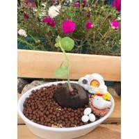 ราคา บัวบกโขดส่งแบบหัว พร้อมงอกหน่อรับประกันการงอกค่ะ ไม้มินิมอล ไม้โขด บัวบกโขดชอบแสงแดดรำไรไปจนถึงแดดจัด แต่ไม่ชอบน้ำ (7648115405)