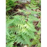 ราคา เฟิร์นนาคราช ขายเป็นชุดต้น เป็นหน่อ 10 หน่อ (13918480266)