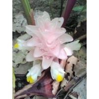 ราคา ว่านดอกทองมหาอุดม 3 เหง้า ชุด อยู่ในจำพวกเดียวกับว่านดอกทอง (8008204255)