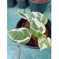 ราคา พลูราชินีหินอ่อน พลูงาช้างในกระถาง 6 นิ้ว (7810320794)