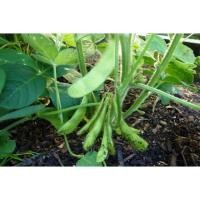 ราคา เมล็ดพันธุ์ ถั่วแระญี่ปุ่น หอมกลิ่นใบเตย เมล็ดพันธุ์ถั่วเเระญี่ปุ่น 130 เมล็ด 10 แถม 1 คละได้ (21085582645)