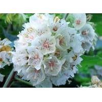 ราคา ต้นพุดตานญี่ปุ่น ดอกพุดตานญี่ปุ่น Dombeya elegans ต้นสูง 45 50 ซม ในถุงชำ ออกเป็นช่อใหญ่ที่ปลายกิ่ง กลีบดอกหยักพลิ้ว ออกดอกเกือบตลอดปี มีกลิ่นหอมอ่อน ๆ (15728602134)