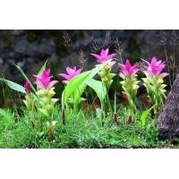 ราคา จ่าว่านหรือพญาว่าน 2เหง้า ชุด หัวว่านมีลักษณะเหมือนขิง พญาว่านมีสรรพคุณเป็นสุดยอดของบรรดาว่านทุกชนิด (7819153618)