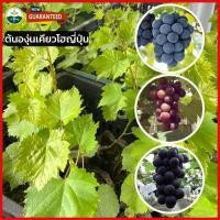 ราคา ต้นองุ่นเคียวโฮญี่ปุ่นต้นกล้าองุ่นแบบติดตาแล้ว ต้นสูง 40 60 ซม จากประเทศญี่ปุ่น ผลกลมใหญ่ อร่อย ให้ผลผลิตสูง (16940789374)