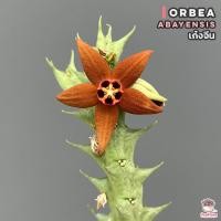 ราคา เก๋งจีน Orbea abayensis แคคตัส กระบองเพชร cactus succulent (15645314508)