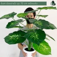 ราคา ต้นไม้มงคลปลอม ต้นสาวน้อยปะแป้ง สูง 70 CM หนา 18 ใบ กระถางพลาสติกสีขาว 6 นิ้ว ฐานปูนสีดำ พร้อมส่ง (4513982881)