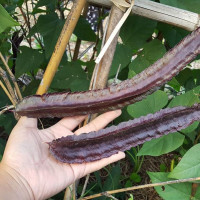 ราคา เมล็ดพันธุ์ ถั่วพูสีม่วง Purple Winged Bean Seed บรรจุ 10 เมล็ด คุณภาพดี ราคาถูก ของแท้ 100 (1364044457)