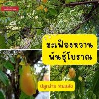 ราคา เมล็ดพันธุ์ มะเฟืองหวาน พันธุ์โบราณ จากต้นแม่อายุ30กว่าปี 40เมล็ด35บาท ทนแล้ง ปลูกง่าย (16908030046)