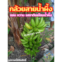 ราคา หน่อกล้วย หน่อกล้วยสายน้ำผึ้ง กล้วยสายน้ำผึ้ง รสชาติหวาน หอม คล้ายน้ำผึ้ง สายพันธุ์แท้100 ส่งฟรี มีเก็บเงินปลายทาง (20796618216)
