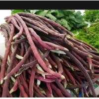 ราคา เมล็ดถั่วพุ่มสีม่วง 25 เมล็ด (19214497701)