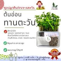 ราคา ชุดปลูกต้นอ่อนทานตะวัน ชุดเพาะ ชุดทดลองปลูกต้นอ่อน ปลูกง่าย ชุดปลูกผัก Microgreen Kit ชุดการเรียนรู้ ทานได้ ภายใน 7 วัน อุปกรณ์พร้อม (16557787259)