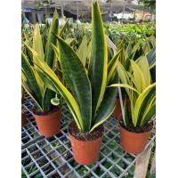 ราคา ลิ้นมังกร Golden Frame ไม้มงคล ต้นลิ้นมังกร โกลด์เด้นเฟรม ไม้ฟอกอากาศ ไม้มงคล สามารถวางในตัวอาคารได้ ดูแลง่ายมาก ต้นสูง 45 50 ซม ส่งพร้อมกระถาง 6 นิ้ว สินค้าจากภาพถ่ายจริงจากทางร้าน (7407625453)