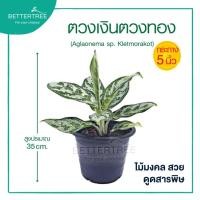 ราคา ตวงเงินตวงทอง กระถาง 5 นิ้ว ต้นไม้มงคล ต้นไม้ฟอกอากาศ ต้นไม้ (20729611868)