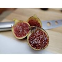 ราคา 10 เมล็ด เมล็ดมะเดื่อฝรั่ง Figs สายพันธุ์ Martinenca Rimada ของแท้ 100 มะเดื่อฝรั่ง หรือ ลูกฟิก Fig อัตรางอก 70 80 Figs seeds มีคู่มือวิธีปลูก (9079382597)