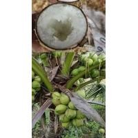 ราคา ต้นมะพร้าวกะทิน้ำหอม พันธุ์ต้นเตี้ย พันธุ์แท้ น้ำหวานเนื้อฟู คัดสรรพันธุ์พิเศษนำมาเพาะเป็นหน่อพร้อมปลูก มะพร้าวจากสวนอัมพวา แท้ๆ (8658097187)