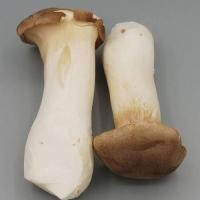 ราคา เห็ดออรินจิ สด สะอาด รับประกันคุณภาพ (15062874309)