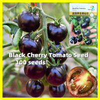 ราคา เมล็ดพันธุ์มะเขือเทศเชอรี่ สีดำ Black Cherry Tomato Seeds งอกง่าย 100เมล็ด ซอง มะเขือเทศเชอรี่ สีดำ เมล็ดพันธุ์ Cherry Tomato Seeds for Planting Vegetables Fruits Seeds เมล็ดพันธุ์ มะเขือเทศเชอรี่ เมล