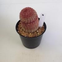 ราคา เรนโบว์ Rainbow Cactus แมมมิลลาเรีย Mammillaria แคคตัส กระบองเพชร MA00 (21059069303)