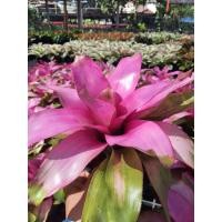 ราคา สับปะรดสี เป็น ไม้ประดับทนแดด เลี้ยงง่าย ต้นสับปะรดสี เป็น ไม้มงคลปลูกในบ้าน ไม้มงคลประดับบ้า (7894808537)