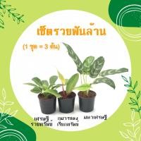 ราคา โปร 1 1 เซ็ตมหาเฮง 1 ชุด 3 ต้น ต้นกุมารทอง เศรษฐีรวยทรัพย์ ต้นเศรษฐีนำโชค ไม้มงคลเศรษฐี ต้นไม้มงคลสวยๆ ไม้มงคลโชคลาภ ไม้มงคลจิ๋ว (16370450539)