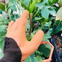 ราคา ถุงมือทำสวน แพ็ค 4 คู่ ถุงมือกันหนาม ถุงมือกันหนามชะอม ถุงมือปลูกกระบองเพชร ถุงมือกันหนามแคคตัส ถุงมือกันลื่น homes (7753544196)