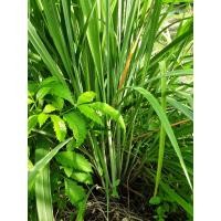 ราคา ตะไคร้ ตะไคร้แกง ตัดให้ใหม่ๆจากสวนโดยตรง 1กก (17129188172)