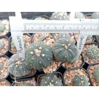 ราคา แอสโตร นูดั้ม Astrophytum nudum ไม้เมล็ด ขนาด 4 6 ซม ต้นกระบองเพชร ต้นแคคตัส แคคตัส กระบองเพชร (17792170484)
