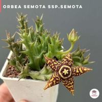 ราคา เก๋งจีน Orbea semota ssp semota แคคตัส กระบองเพชร cactus succulent (13417136214)