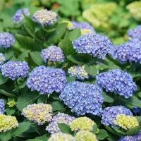 ราคา 20 เมล็ด เมล็ดไฮเดรนเยีย Hydrangea Seeds ดอกไม้ที่สื่อถึงความเข้าใจ ความซื่อสัตย์ สายพันธุ์ Rhythmic Blue (21086724091)