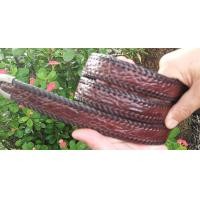 ราคา Nice Croc Brown Belt ของสวยๆของแท้สีนำตาลเม็ดมะขาม เข็มขัดหนังจระเข้ ถักขอบตลอดเส้น (18722810724)
